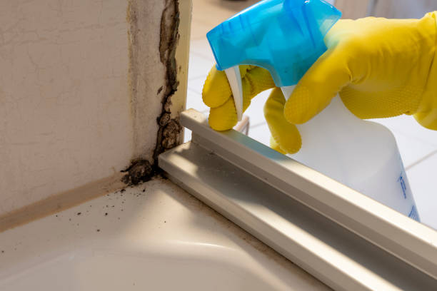 Best Certified Mold Removal  in Papillion, NE
