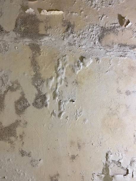Best Best Mold Removal Companies  in Papillion, NE